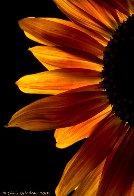 Sunflowers_Macro_2008sep19_110DSC00587_Tag