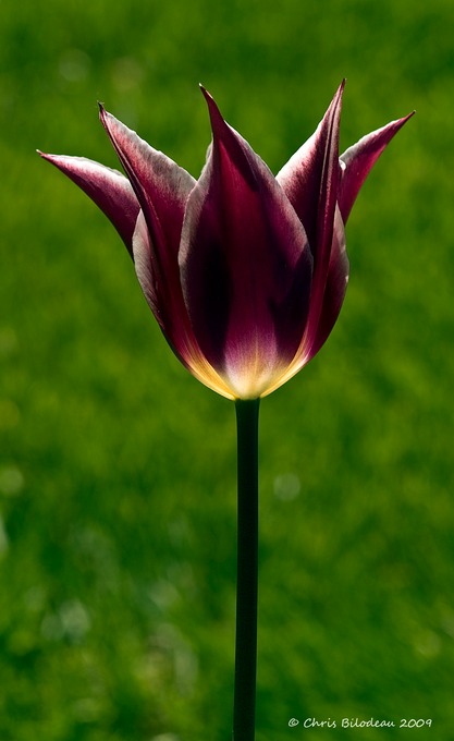 Tulips_2009may13_055_tag